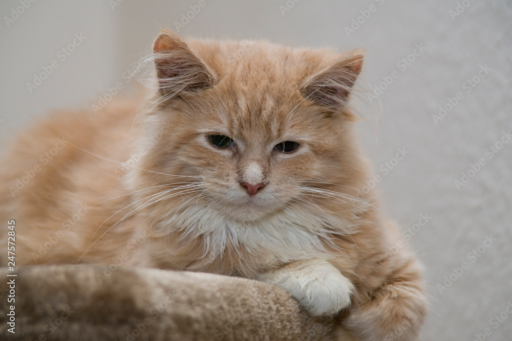 Süße Maine Coon Katze auf dem Kratzbaum Stock Photo | Adobe Stock