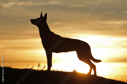 Belgian Shepherd dog Malinois against the backdrop of a beautiful sunset.