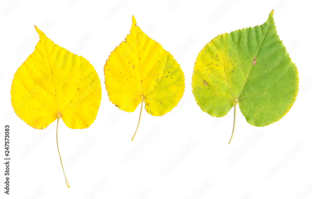 Yellow autumn leaves of a lime on white background