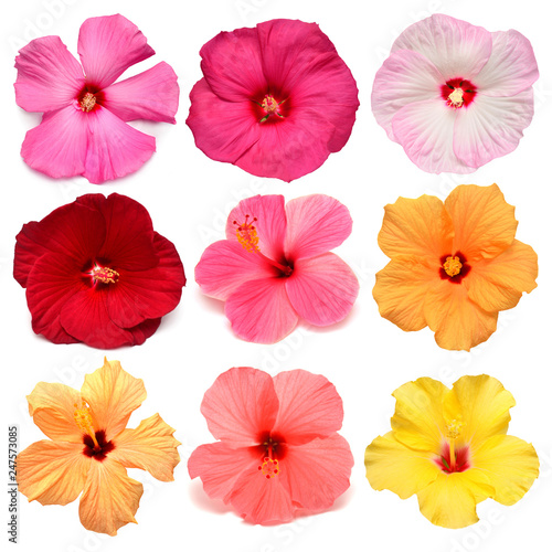 Collection head multicolored hibiscus flowers isolated on white background. Tropical plant. Flat lay  top view. Creative card. Orange  red  pink  yellow