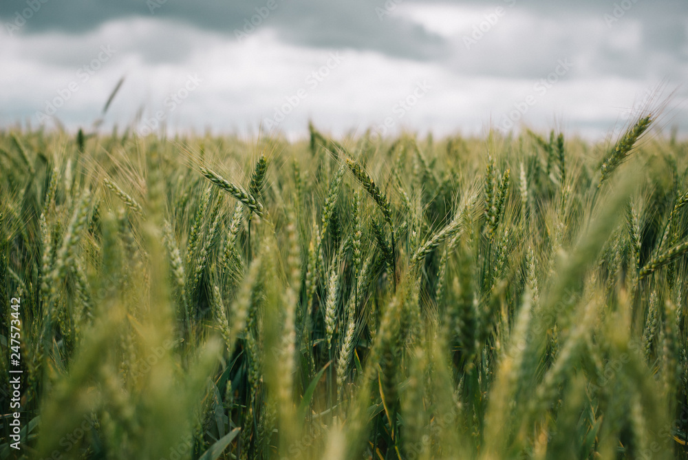 Fototapeta premium Wheat in Europe