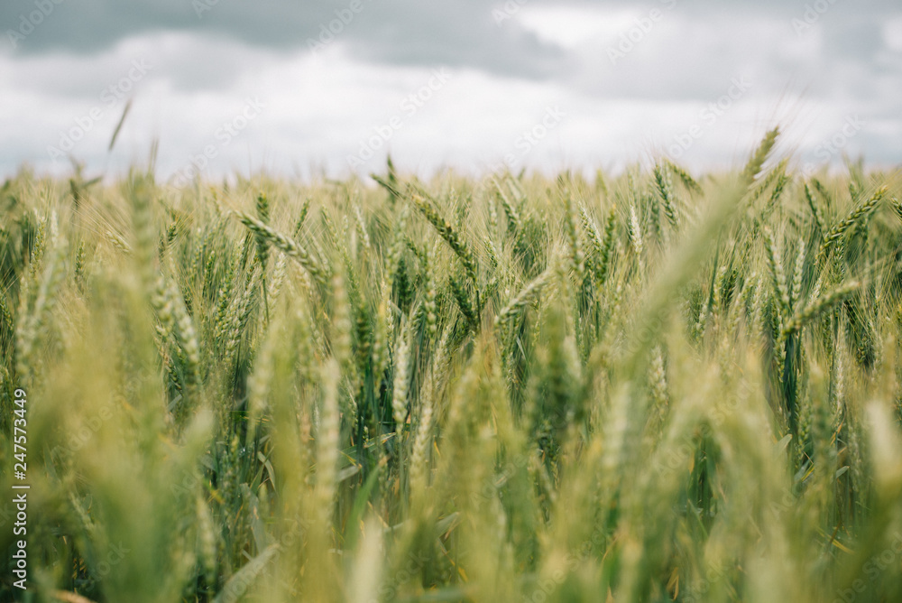 Obraz premium Wheat in Europe