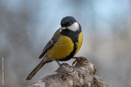 Close up of a great tit, Parus Major, with soft blurry background