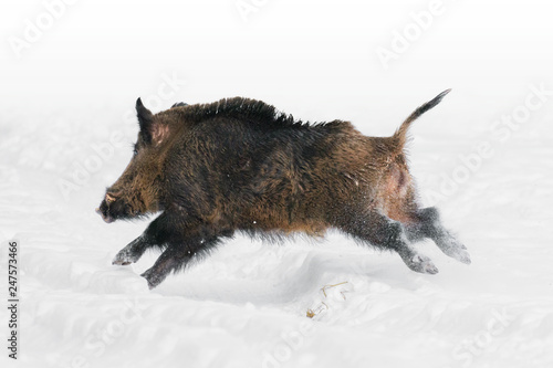 Wild boar in the snow