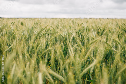 Wheat in Europe