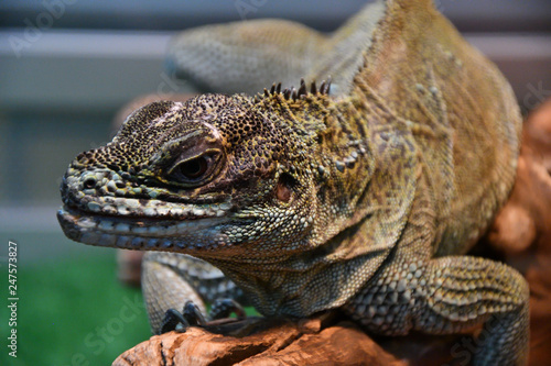 Frilled lizard In the terrarium