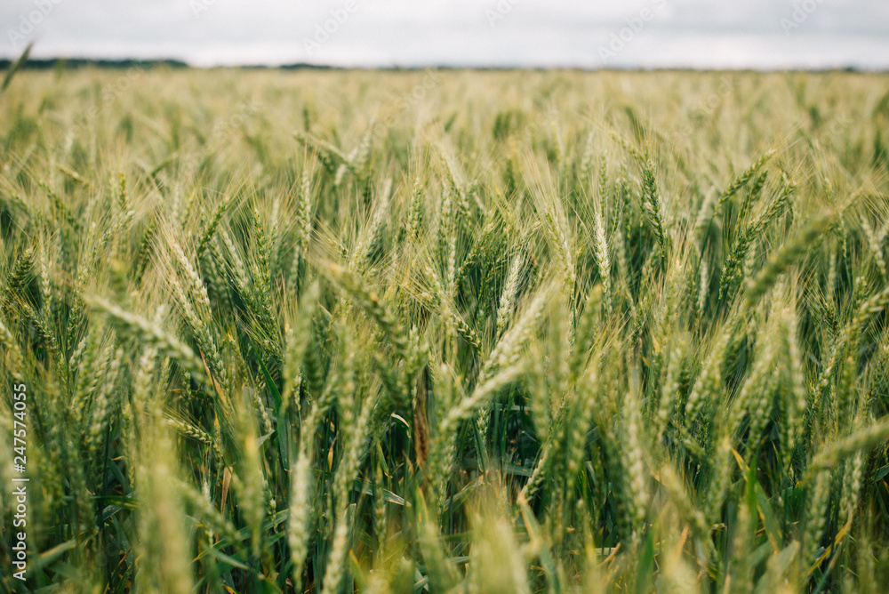 Fototapeta premium Wheat in Europe