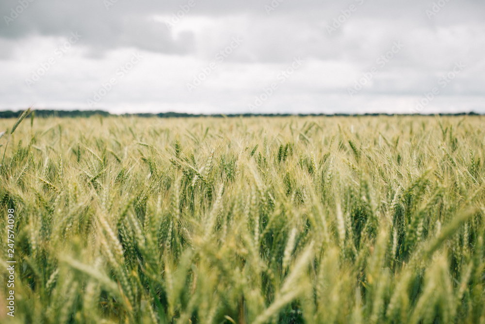 Wheat in Europe