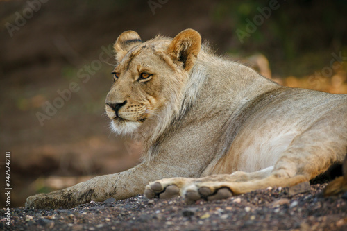 Lion  panthera leo . Botswana