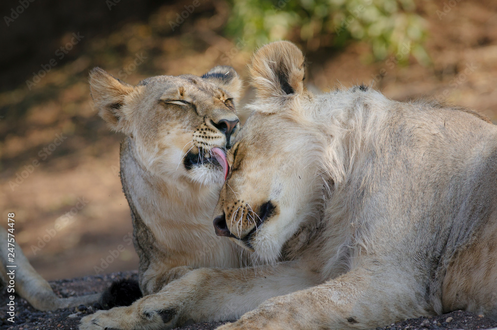Lion (panthera leo) grooming each other. Botswana Lion (panthera leo) grooming each other. Botswana