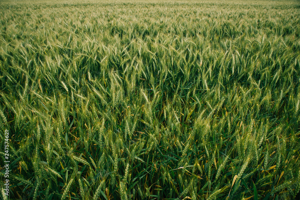 Wheat in Europe Wheat in Europe