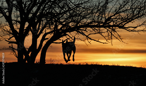 The Belgian Shepherd Malinois runs on the background of a beautiful sunset. © Diana Badmaeva