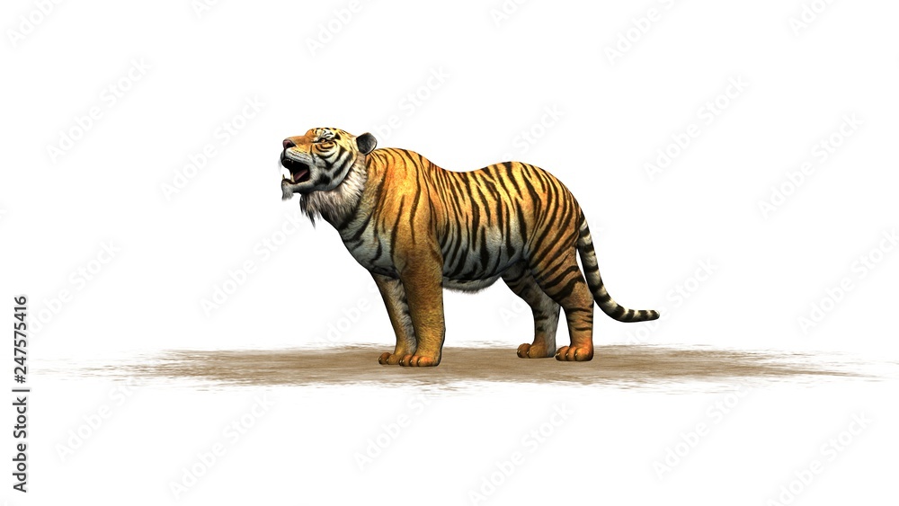 Fototapeta premium Tiger on a sand area - isolated on white background