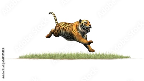 Tiger on green grass area - isolated on white background
