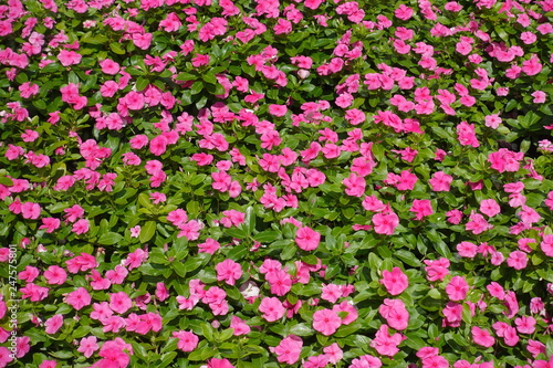 Top view of flowerbed with pink flowers of Catharanthus roseus