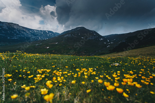 Summer mountain landscape wallpaper,with dark clouds,in the foreground wild yellow flowers.Bucegi,Romania © szaboerwin