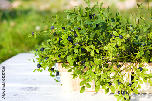 Blueberries in basket in summer