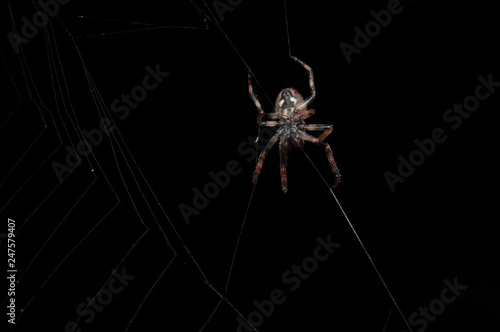 Close-up studio shot of spider spinning a web on a black background