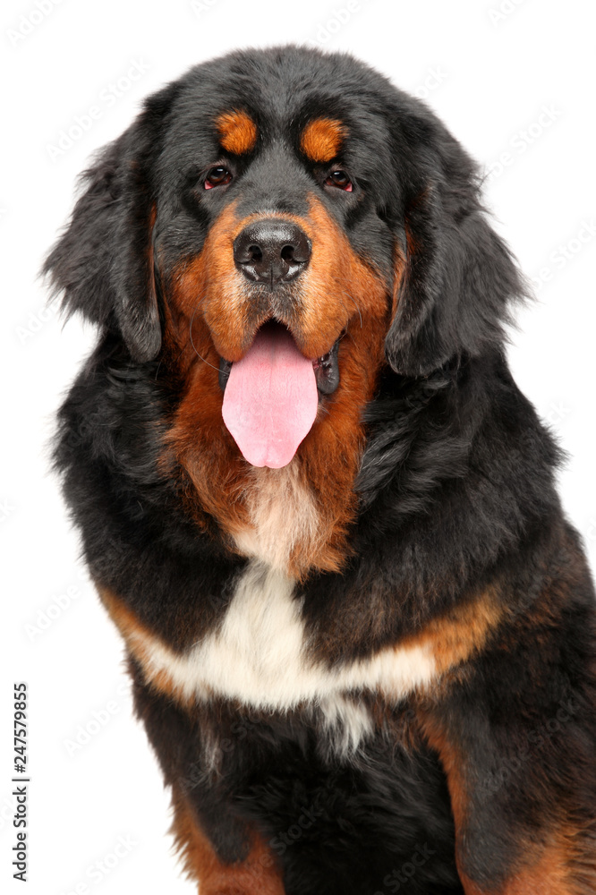Close-up of a Tibetan Mastiff dog Close-up of a Tibetan Mastiff dog