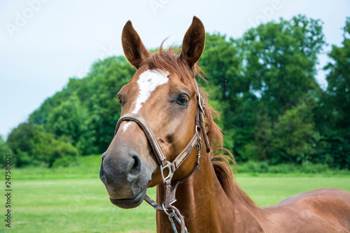 Portret pi  knego br  zowego konia