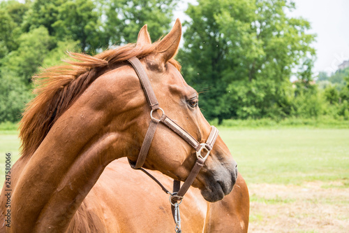 Fototapeta Naklejka Na Ścianę i Meble -  Portret pięknego brązowego konia