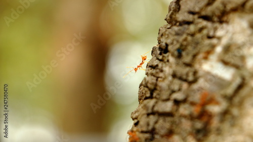 Ant walking on a tree. © Freelanceman