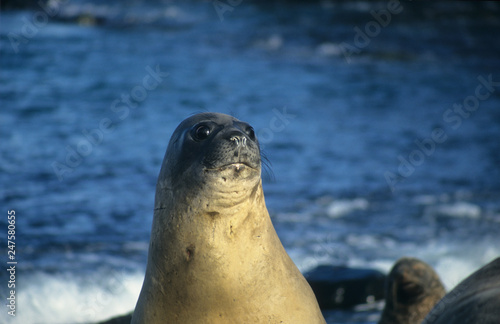 Antarctica; close-up of a seal