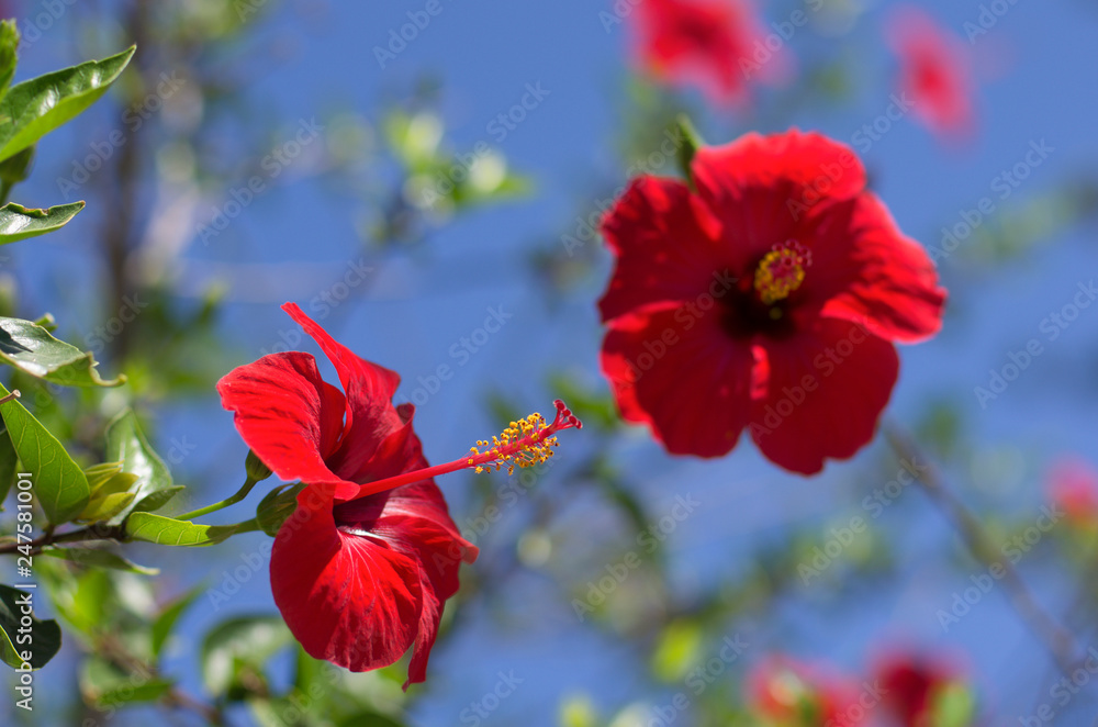 Scarlet blossoming hibiscus flowers in the background of the blue sky in Greece