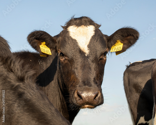 Close up of a black young cow with pouting bottom lip and with a white spot on her forehead. photo