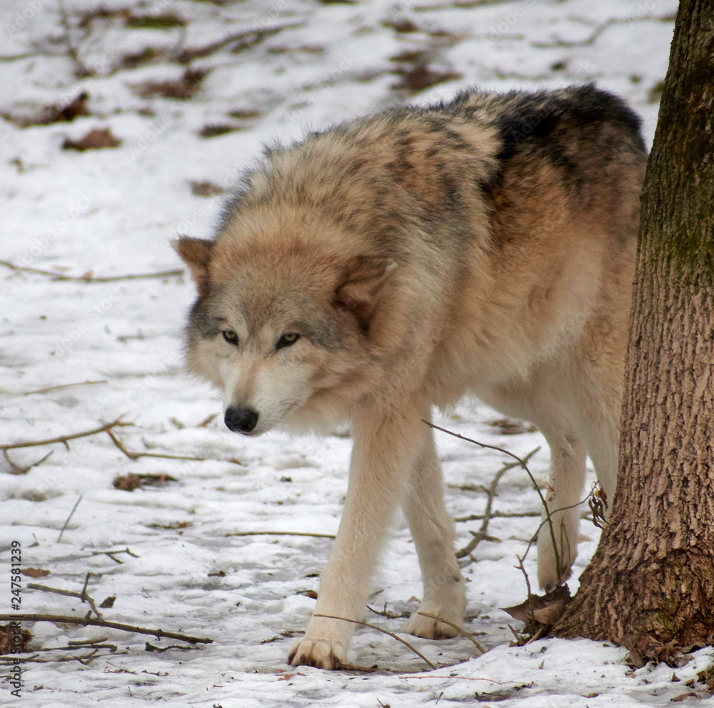 Obraz premium wolf in the snow
