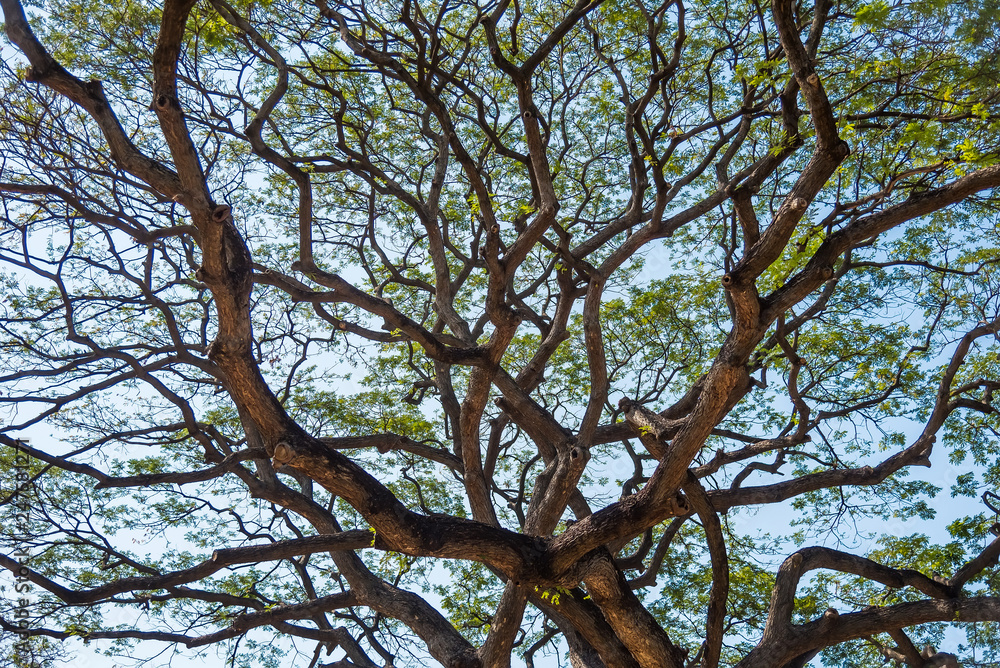 Fototapeta premium Old and giant big tree on a green field with sunlight afternoon.Thailand.