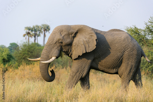 African bush elephant (Loxodonta africana) aka African savanna elephant or African elephant. Botswana