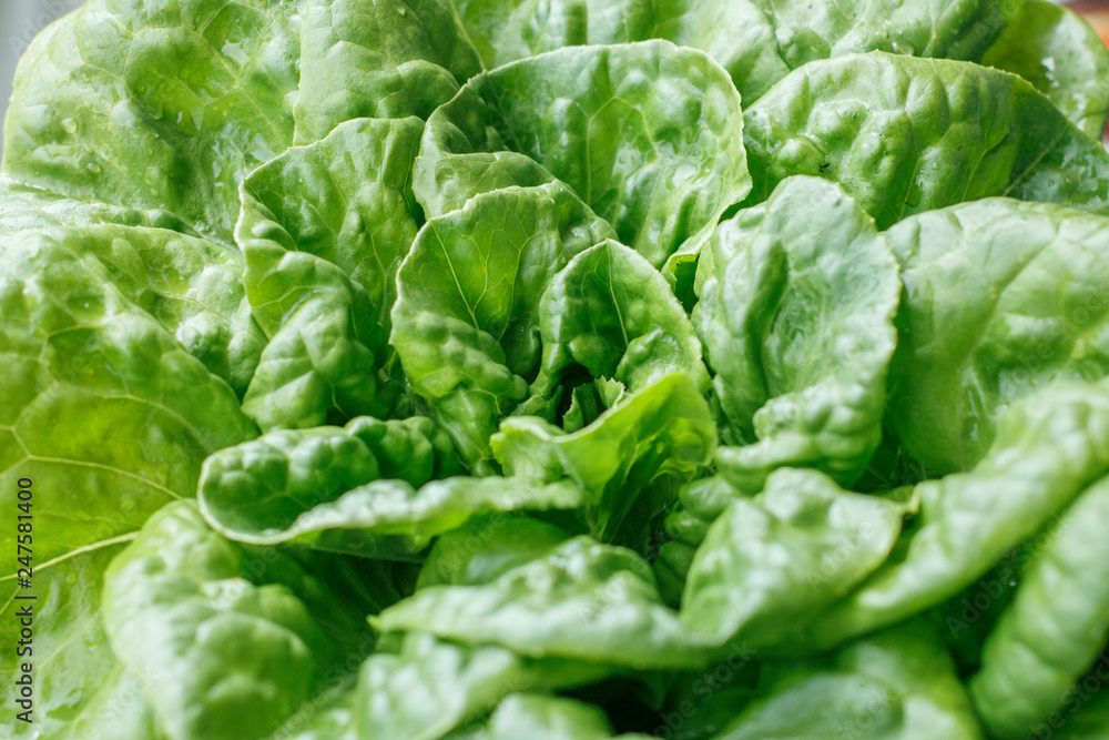 Large leaf fresh green salad straight from the garden Large leaf fresh green salad straight from the garden