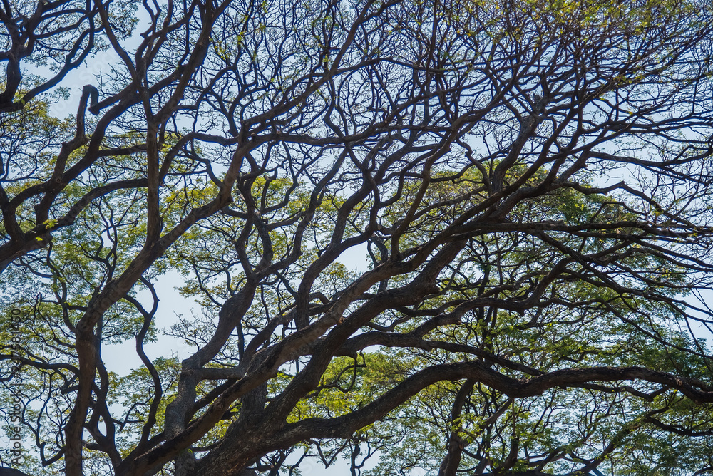 Fototapeta premium Old and giant big tree on a green field with sunlight afternoon.Thailand.