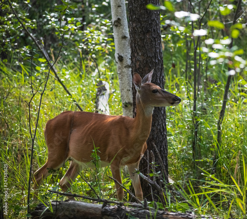 Fototapeta Naklejka Na Ścianę i Meble -  Deer in the Green Forest