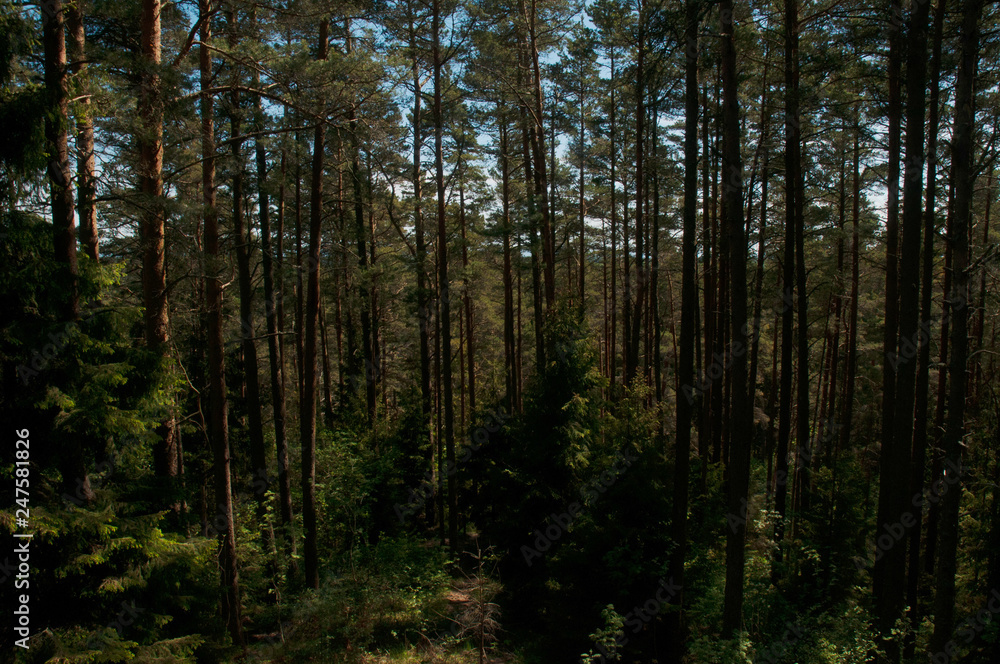 A densely packed forest in sunlight A densely packed forest in sunlight