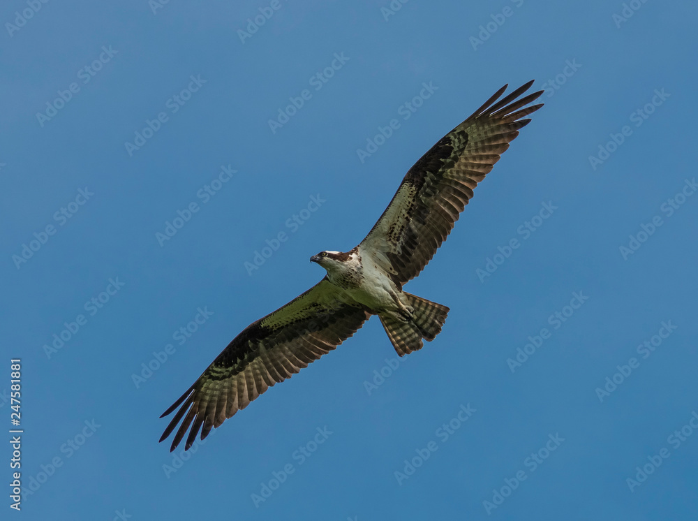 osprey in flight osprey in flight