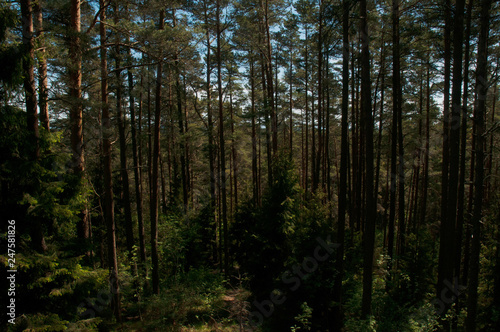 A densely packed forest in sunlight