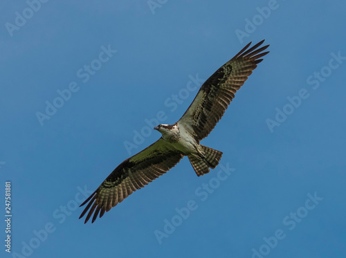 osprey in flight