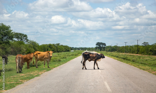 Cows crossing the road in Botswana. © RichTphoto