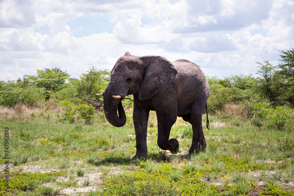 Fototapeta premium Elephant in Hwange National Park.