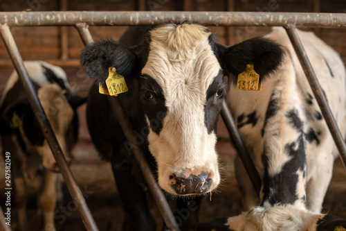 Black and white cow in a barn, peeking through bars of a fence.