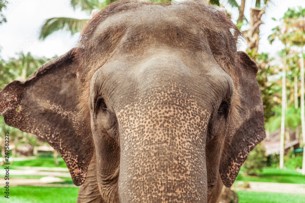 Fototapeta premium Elephant standing very close and flapping his ears