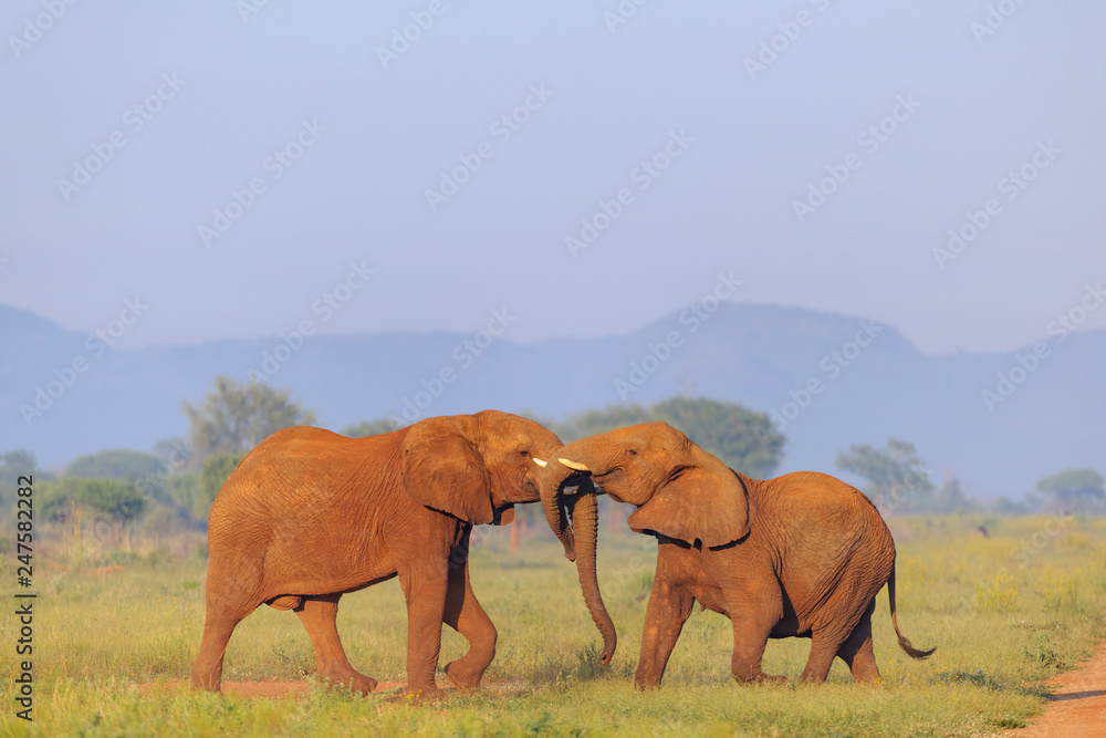 African bush elephant (Loxodonta africana) aka African savanna elephant or African elephant. North West Province. South Africa