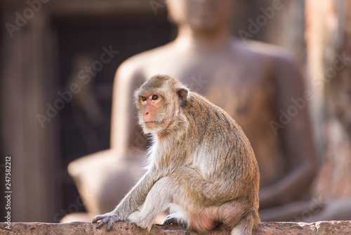 The life of long tail funny monkeys with archaeological sites. Lopburi Thailand. © bubbers