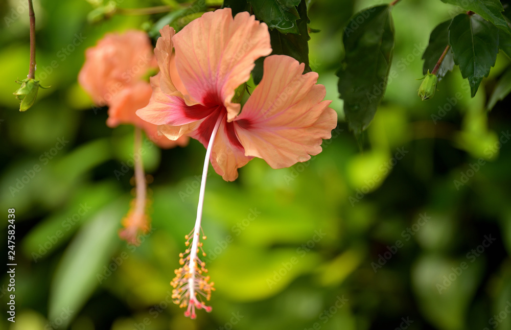 Orange farbene Hibiskusblüte Orange farbene Hibiskusblüte