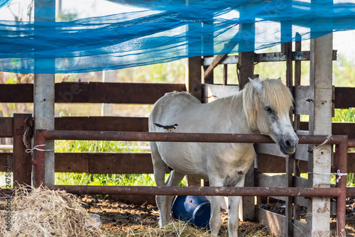 Horses on the Farm.Thailand.