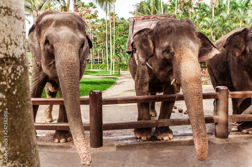 Photography Two asian elephants in safari park
