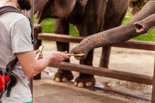 Man feeding elephant with bamboo stick close up