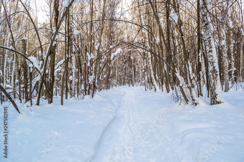 Path through beutiful lonely winter forest © binik